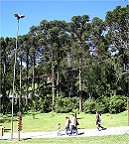 Der Weg zum Schwarzen See isst eingerahmt von Araukarien