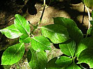 Sind das jetzt Hortensienbltter? Ich denke schon!