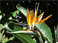 Papageienorchidee im Garten der Jugendherberge