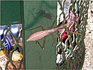 Gottesanbeterin am Papierkorb, Streit darber.