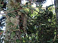 Schon wieder "Spanish Moss"