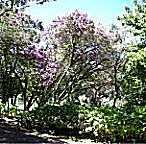 Die gleichen Bume von hinten