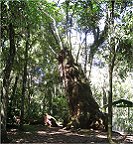 Ein besonders alter Baum, der immer noch junge ste treibt.