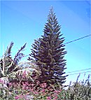 Auch hier fand man natrlich Araukarien.