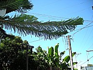 Ob das jetzt ein Lebensbaum oder eine Araukarie ist, wage ich nicht zu entscheiden.