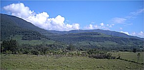 Auch hier: Palmen mitten auf der Weide!