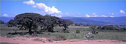 Nicht nur Khe wnschen sich solch prchtige Schattenbume!