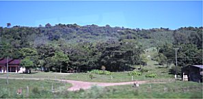 Kakteen mitten auf der Weide