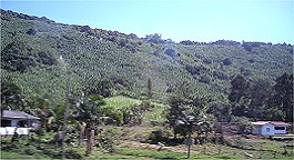 Ganzer Hegl mit Bananenplantage, Einheits-Huser davor