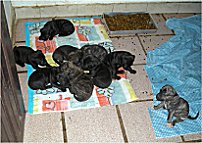 Die armen Viecher haben die Nacht den Lrm ertragen mssen.