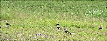 Die erten bewut aus der Nhe gesehenen sdamerikanischen Vgel