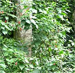 Sieht nach Hibiskus aus?