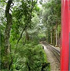 Strecke durch den Urwald