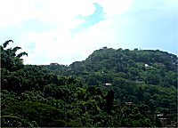 Urwald in der Grostadt Rio