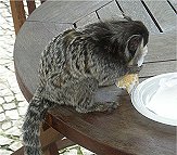 Ein Pinselohrffchen unterhielt die Tourisen.